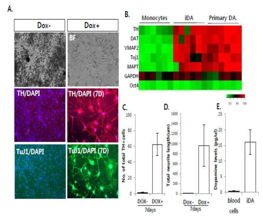 키메라 마우스에서 혈액세포를 추출하였고, Dox 처리하여 도파민 신경세포로 직접교차분화 됨을 도파민 신경세포 마커 Tuj1과 TH로 확인함. 단핵구, 유도 도파민 신경세포와 Primary 도파민 신경세포의 mRNA 발현을 비교분석함. 단핵구에 Dox를 처리한 후 형성된 세포는 TH + 세포와 neurite length가 급격히 증가함을 보임. 혈액세포로부터 직접교차분화된 유도 도파민 신경세포는 혈액세포와 비교하여 도파민 생성이 증가함