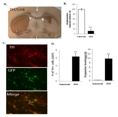 A. 6OHDA 유도 직접교차분화세포이식후 TH + dopamine neurons 의 분석, B. Amphetamine 유도한 도파민성신경의 흥분을 유도하였을 때, 직분화세포의 이식으로 인해, 흥분성에 반응하는 roatation behavior 가 급격히 적어짐을 확인할수 있었음. C. D. TH+ DA neurons 의 수를 count 하였을 때, 급격히 증가하였고, dopamine level 또한 급격히 증가하였다