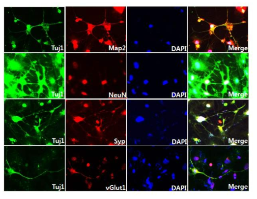 GO/PEI ABM을 통한 전환된 유도신경 면역염색