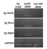 Transgene factor genomic DNA PCR