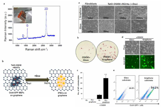 a. 그래핀 confirm을 위한 마이크로 라만 스펙트럼 이미지 수행. b. 그래핀 위에서의 15일 동안의 세포 리프로그래밍 모식도. c. 리프로그래밍 동안 날짜별 세포 모양 변화 이미지. d. 리프로그래밍 완료후 AP staining 을 통한 역분화 효율 분석. e. Oct4-GFP reporter system을 이용한 Oct4-GFP positive cells 측정. f. AP positive cells 개수 측정을 통한 리프로그래밍 효율 분석. g. FACS 분석을 통한 리프로그래밍 효율 분석