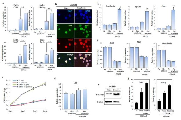 a. Pluripotent markers 인 Oct4, Sox2, Nanog, Esrrb의 발현에대한 RT-qPCR 데이타 분석. b. Pluripotent marker 인 Oct4, Sox2를 이용한 면역 염색 분석. c. 그래핀 위에서와 유리위에서의 리프로그래밍 중 세포성장 비교. d. 세포성장 관여 주요 유전자인 p53의 유전자 발현 레벨 분석. e. EMT 관련 유전자 RT-qPCR을 통한 그래핀 위에서의 유전자 발현 분석. f.MET 관련 유전자 RT-qPCR을 통한 그래핀 위에서의 유전자 발현 분석. g. 그래빈 위에서의 H3K4me3 프로테인 발현을 웨스턴 블로팅을 통해 분석. h. Oct4 또는 Nanog locus 에 binding 하는 H3K4me3를 Chip-qPCR을 통하여 분석