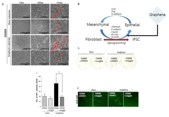 a. MET 의 antagonist 인 noggin을 그래핀 / 유리 substrate 에 처리후 세포 리프로그래밍 효율 비교. b. MET 의 antagonist 인 noggin을 그래핀 / 유리 substrate 에 처리후 AP-staining을 통하여 세포 리프로그래밍 효율 비교. c. Noggin 처리시 AP+ cells 개수를 그래프화시며 비교. d. 그래핀 /유리 substrate 에 Noggin 처리시 Oct4-GFP 발현 분석. e. 그래핀 substrate 가 리프로그래밍 에 미치는 영향 모식화