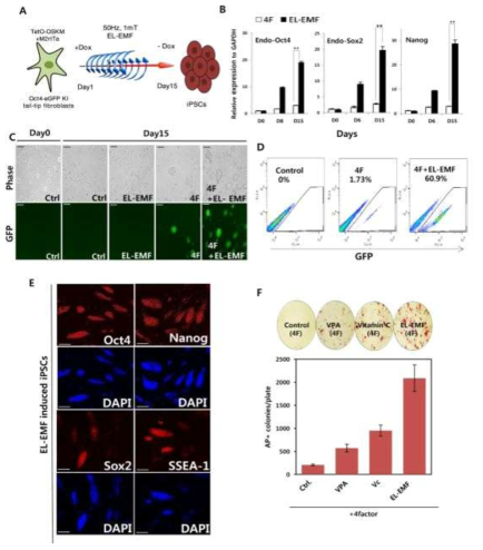 Efficient generation of iPS cells with EL-EMF exposure in mouse somatic cells