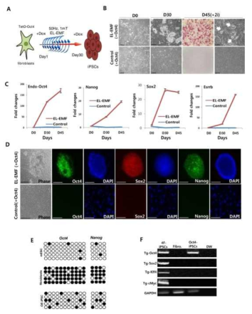 Generation of iPS cells by Oct4 with EL-EMF exposure