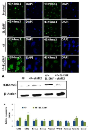 EL-EMF exposure during reprogramming promotes histone modifications by Mll2