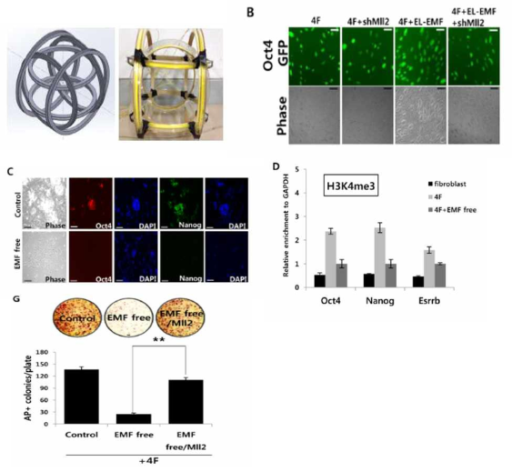 Earth’s magnetic-field-free system inhibits epigenetic reprogramming