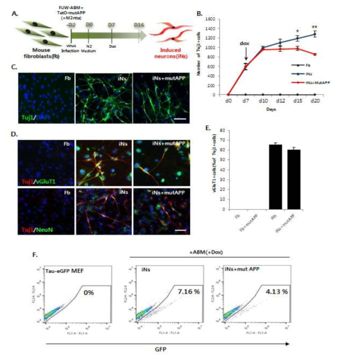 A. 랜티바이러스를 도입하여 mouse fibroblasts에서 induced neurons으로 직접교차분화 모식도. B. Mutant APP 발현을 유도하였을 때 신경세포수 비교. C. 신경세포마커 Tuj1+ 세포의 immunostaining. D.Glutametergic neuron 마커인 vGluT1과 neuronal nuclear 단백질인 NeuN를 발현하는 신경세포 분석. E. Tuj1+세포와 vGluT1+세포의 비율 비교. F. Tau EGFP MEF에서 신경세포로 직접교차분화 했을 때의 효율과 mutant APP 도입 시 효율을 비교