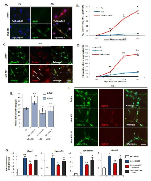 A. Immunostaining을 통한 Aβ42의 발현 확인. B. Dox처리 후 날짜별로 Aβ42+세포의 수가 증가함을 분석. C. mature neuronal marker인 Map2와 p-Tau의 단백질 발현 확인. D. Dox처리 후, 10일 째 mutant APP 발현에 의해 p-Tau+세포가 증가. E. ELISA 분석으로 BSI, GSI를 처리하였을 때 Aβ40와 Aβ42의 레벨 비교. F. vGluT1과 Aβ42의 발현을 immunostaining으로 확인. G. BSI를 처리하였을 때, 신경세포 특이 유전자들의 발현을 qRT-PCR로 분석