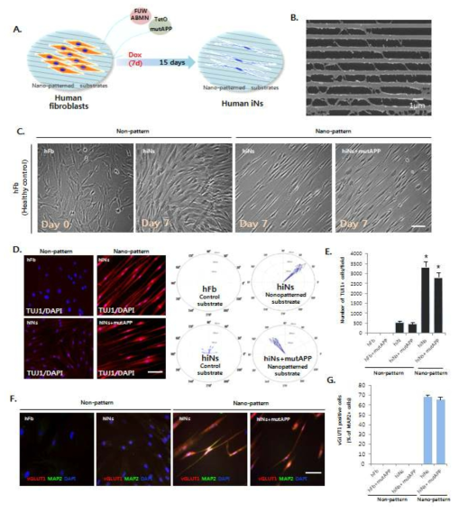 A. Nano-patterned substrate 위에서 human fibroblast가 induced neuron으로 직접교차분화 되는 모식도. B. Nanopattern 위에 신경돌기의 SEM 이미지. C. Non-pattern과 nanopattern에서 세포의 morphology 이미지. D. nanopattern을 따라 방향성을 가지는 신경세포를 Tuj1+세포를 통해 보임. E. Non-pattern과 비교하였을 때, nanopattern에서 신경세포의 생성이 증가함. F. 신경세포 마커인 map2와 Glutamatergic neuron 마커인 vGluT1의 costaining을 보임. G. Map2와 vGluT1 세포의 비율을 나타냄