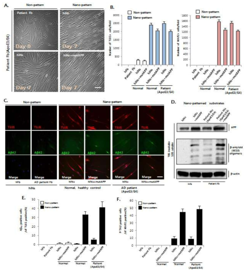 A. Nano-pattern 위의 human iN에서 신경세포에 특이적인 마커의 mRNA 발현이 증가함. B. Synapsin-RFP가 발현하는 신경세포를 FACS 분석함. C. Nano-pattern 위에 hiN과 mutant APP hiN에서 신경세포 3D morphology와 길이, soma size를 분석함. D. Nano-pattern 위에 hiN의 action potential을 분석함. E. AP, RMP 및 Rin 값을 control 뉴런과 hiN, AD hiN을 비교함