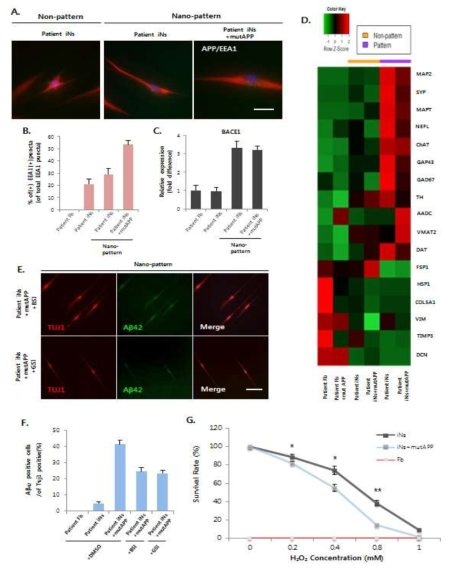 A. 환자유래 섬유아세포와 nanopattern 위의 환자유래 신경세포의 morphology 이미지. B. 정상유래 신경세포와 환자유래 신경세포에서 TUJ1과 MAP2가 발현하는 신경세포의 수. C. Aβ42+ 환자 유래 신경세포의 immunostaining 분석. D. 환자유래 신경세포에서 amyloid-β oligomer가 증가함을 western blot 분석으로 확인. E. Aβ42+ 환자유래신경세포 수가 증가함. F. P-TAU+ 환자유래 신경세포 수가 정상유래 신경세포에 비해 다소 증가함