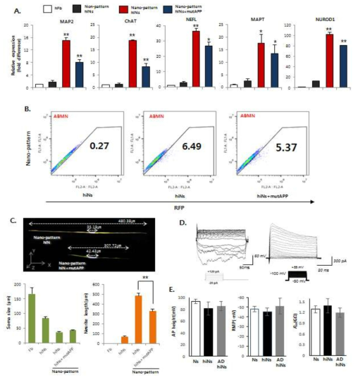 A. Nanopattern 환자유래신경세포에서 endosome 마커 EEA1과 APP의 costaining. B. EEA1과 APP puncta의 비율. C. BACE1(β-secretase)의 mRNA 발현 레벨 분석. D. 전제적인 mRNA레벨의 heat map. E. BSI와 GSI 처리 후 Aβ42+ 세포의 immunostaining. F. BSI와 GSI 처리했을 때 Tuj1/Aβ42+ 세포의 비율. G. Nanopattern 위에서 환자유래 신경세포에서 H2O2의 농도별 신경세포 생존율 분석