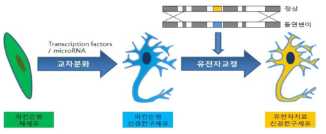 파킨슨병 체세포를 교차분화에 의해 도파민성 신경 전구세포를 개발하고 유전자 편집도구를 적용함으로써 도파민성 신경전구세포를 유전자 치료함