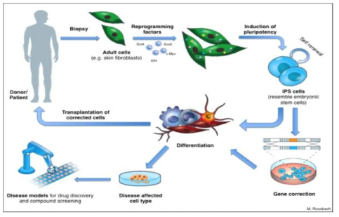 유전자치료 및 세포 치료. 환자로부터 채취한 체세포로부터 리프로그래밍 팩터를 도입하여 유도만능줄기세포를 형성하고, 유전자 편집 도구들을 이용한 유전자 교정을 한 후, 정상 유도만능줄기세포를 확보하고, 이들을 목적에 맞는 세포형 으로 분화를 해서 맞춤형 세포치료 및 신약 스크린 목적으로 이용됨 (EuroStemCell)