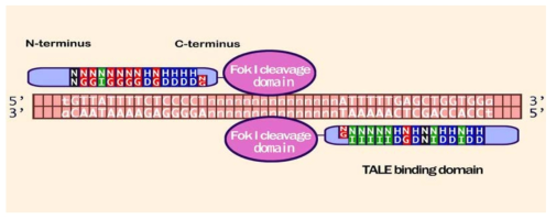 TALEN. Target sequence를 인지하기 위해 양쪽에 TALE binding domain과 인지된 DNA를 절단하기 위한 FokI이라는 제한효소가 있다 (Gene Editing Service Inc.)