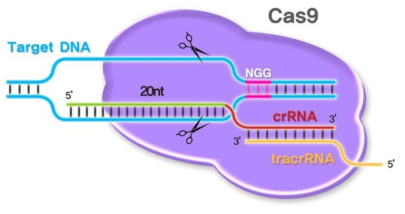 크리스퍼. DNA-RNA paring방식으로 target sequence를 인지하기 위한 crRNA와 tracrRNA를 인지하여 DNA를 절단할 수 있는 Cas9으로 구성된 system임 (PNA Bio)