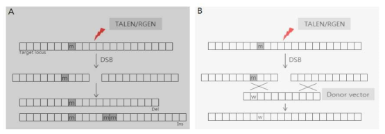 유전자교정을 위한 유전자 편집도구의 개선전략. (A) 유전자 편집 도구(TALEN: 탈렌/ RGEN: 크리스퍼)에 의한 DSB (DNA double strand break)는 DNA 복구 과정에서 새로운 변이 Del ( 유전자 소실)이나 Ins(유전자 삽입)을 유발하여 새로운 돌연변이 (m)을 생성하게 됨 (B)개선 방법으로 공여벡터 (Donor vector)를 함께 넣어줌으로써 유전자 교정을 개선할 수 있음