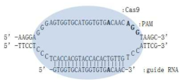 alpha-SNCA A53T에 대한 sgRNA와 restriction enzyme Cas9. Oval은 Cas9 단백질, AGG는 PAM sequence