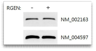alpha-SNCA A53T mutant cell에서 크리스퍼 (=CRISPR-Cas9)에 대한 Off target확인. CRISPR-Cas9 complex를 transfection한 후, NM_002163과 NM_004597유전자에 대해 Off target확인함. lane1과 lane2는 모두 T7 endonuclease가 처리된 것