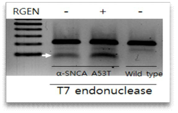 alpha-SNCA A53T mutant cell에서 CRISPR의 효율 점검. lane1은 size marker, lane2와 3은 mutant cell (Wt/A53T)이고, lane3은 CRISPR이 도입된 cell임, lane4는 negative control로써 wild type cell (Wt/Wt)을 의미함, white arrow는 T7E에 의해 잘린 band를 의미함