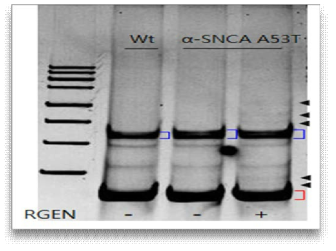alpha-SNCA A53T에 대한 CRISPR의 효율을 SSCP방법으로 확인함. lane1은 size marker, lane2는 wild type 샘플, lane3과 4는 mutant SNCA이고, lane4는 크리스퍼 complex가 세포내로 도입된 샘플임, Polyacrylamide minigel (10cm)에서 샘플 running함. 0.5X TBE buffer는 8∼10도 정도의 온도를 유지함