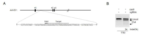 AAVS1 safe harbor locus의 유전자 편집. AAVS1에 targeting되는 sgRNA서열 (A)과 CRISPR/Cas9에 의한 유전자 편집율 (B). T7EI, T7 endonuclease I. Indel은 Insertion과 deletion을 의미함