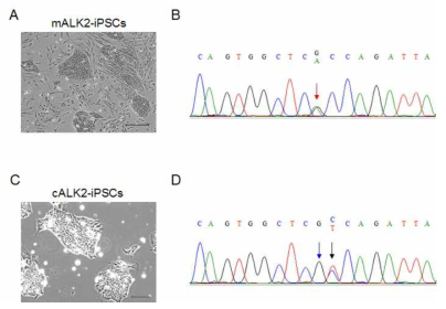 유전자 교정 클론의 유전형. mALK2 환자 유래 유도만능줄기세포 (A), 환자 유래 유도만능줄기세포 유전형 (B),유전자 교정 유도만능줄기세포 (C), 유전자 교정 유도만능줄기세포 유전자 형 (D)