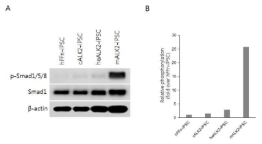 유전자 교정 유도만능줄기세포의 Smad단백질 활성. hFFn 정상 유도만능줄기세포, cALK2 유전자 교정 유도만능줄기세포, heALK2 heterozygote (Wt/-) 유도만능줄기세포, mALK2 환자 유래 유도만능줄기세포