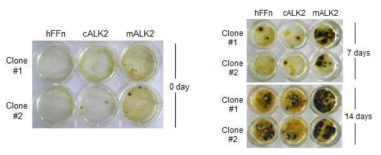 유전자교정-유도만능줄기세포의 표현형 회복. Mineralization유도 조건에서 정상세포 (hFFn), 유전자치료세포 (cALK2), 유전자치료전세포 (mALK2) 비교. von Kossa 염색결과