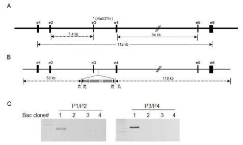 LRRK2 BAC벡터 제작. LRRK2 유전자 일부 맵 (A), 항생제(puromycin) 선별 마커에 의해 변경된 BAC벡터 맵 (B), 변경된 BAC벡터가 상동재조합 된 박테리아 클론의 확인 (C)