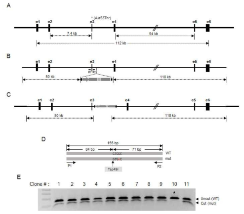 BAC벡터에 의한 alpha-SNCA A53T 대립유전자 편집. alpha-SNCA 유전자 (A), 항생제(puromycin) 선별 마커에 의해 변경된 BAC벡터 맵 (B), BAC벡터에 의한 alpha-SNCA A53T 유전자 switch (C), 유전형 분석 (D), 유전형 분석 결과 (E)