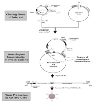 Production of Recombinant of Adenovirus
