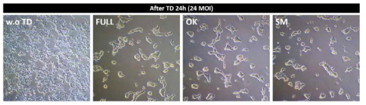 Production of Adenovirus with hSTEMCCA (FULL)/OK/SM in 293T cell