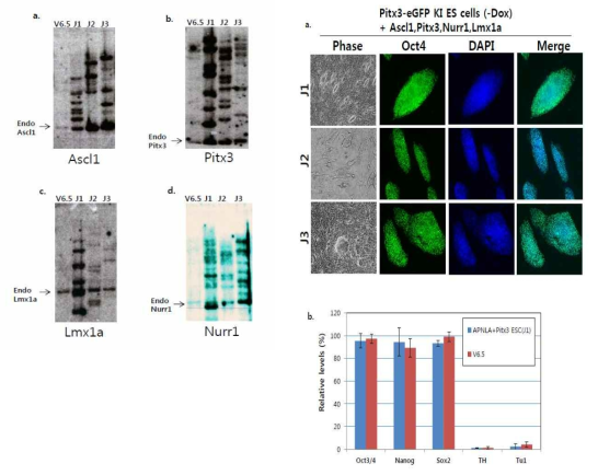 약 유도 시스템을 이용해 체세포를 도파민 신경세포로 직접교차분화 시키는 방법을 모식도로 나타냄. southern blot을 통해 ES cell에 Ascl1, Pitx3, Nurr1, Lmx1a 벡터의 프로바이러스 통합여부를 확인함. 배아 줄기세포 콜로니에서 발현되는 배아 줄기세포의 pluripotency 마커 유전자인 Oct4, Nanog, 및 Sox2 발현
