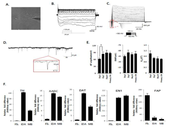 Pitx3-eGFP-TRE-4F 유도 도파민 신경세포는 전압 의존적 이온 흐름을 보였으며, 도파민 신경세포의 잘 발달된 나트륨 채널 및 칼륨채널의 존재를 나타냄. 유도 도파민 신경세포와 Midbrain의 도파민 신경세포에서 TH, AADC, DAT의 mRNA발현을 분석함