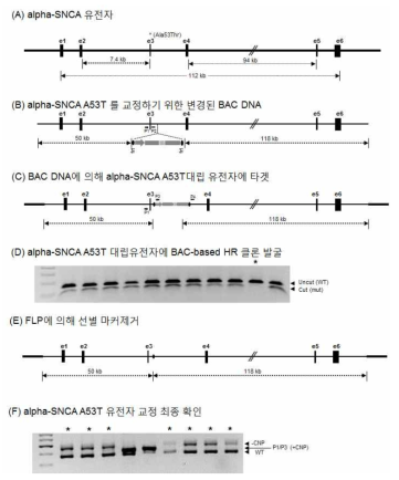 BAC-based HR에 의한 alpha-SNCA A53T 유전자 교정-유도만능줄기세포 제작