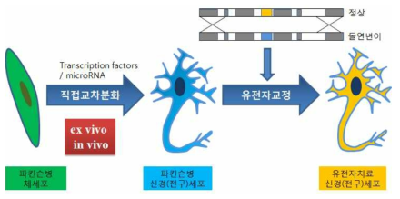 직접교차분화기술과 유전자치료기술기반의 파킨슨병 세포유전자치료제 개발