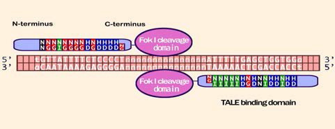 TALEN. Target sequence를 인지하기 위해 양쪽에 TALE binding domain과 인지된 DNA를 절단하기 위한 FokI이라는 제한효소가 있다 (Gene Editing Service Inc.)