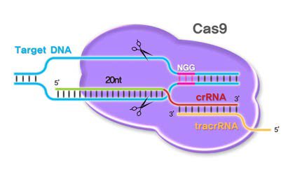 RGEN. DNA-RNA paring방식으로 target sequence를 인지하기 위한 crRNA와 tracrRNA를 인지하여 DNA를 절단할 수 있는 Cas9으로 구성된 system임 (PNA Bio)