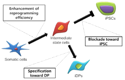 Strategies to overcome three hurdles for direct reprogramming of somatic cells to iDPs