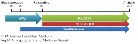 Scheme for direct reprogramming of fibroblast to iDP