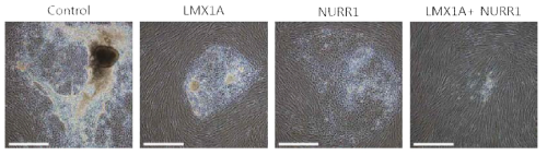 Reprogrammed colonies are not seems to resemble the morphology of neural-lineage cells