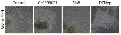 The morphology of isolated colonies from #109 experiment