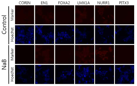 ICC of isolated colonies for DP marker genes from #109 experiment