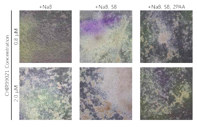 The morphology of appeared colonies from #114 experiment