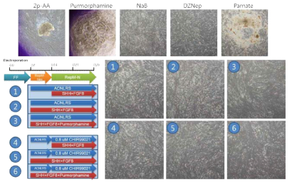 Direct reprogramming of somatic cells to iDP using episomal vector is failed