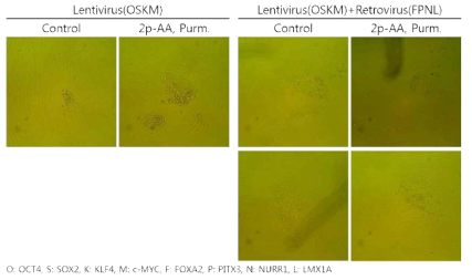 Appeared colonies using LV system are not differ from using episomal vector system