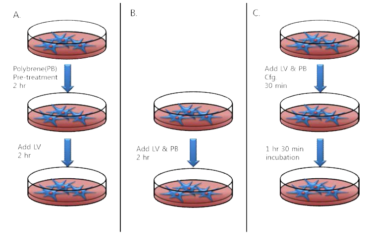 To increase viral transduction efficiency, we tested two methods that are pre-treatment of poly-brene and centrifuge cultured