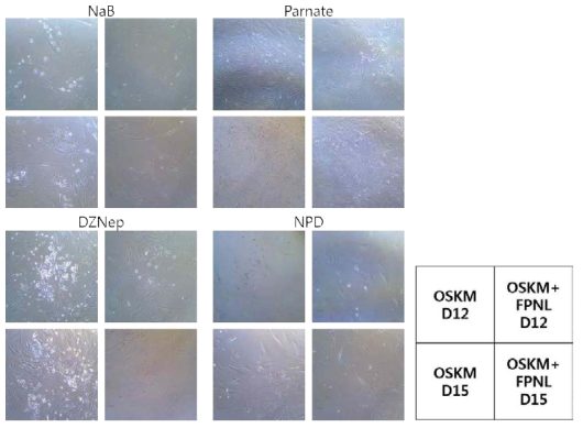 Direct reprogrammed cells occur MET process on day 12 and 15